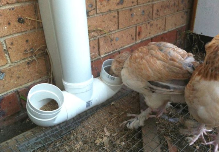 Best Chicken Feeder and waterer to prevent waste. Design, type of feeders